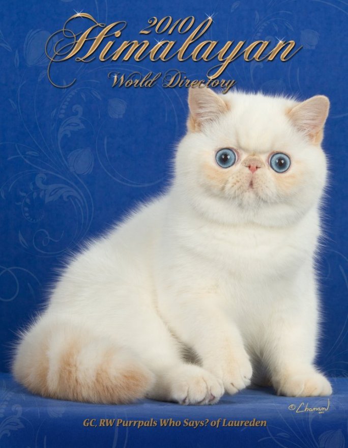 Grand Champion, Regional Winner, Purrpals Who Says? of Laureden